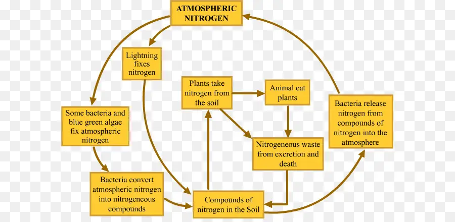 Ciclo Do Nitrogênio，Diagrama De PNG