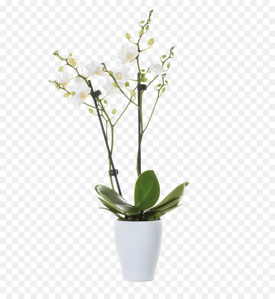 Traça Orquídeas，Flores De Corte PNG