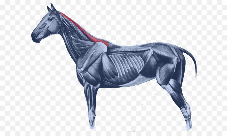 Cavalo，Músculos PNG