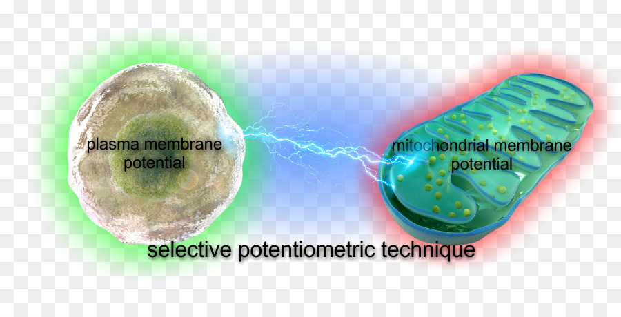 Tmrm，Potencial De Membrana PNG