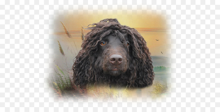 Campo Spaniel，Irish Water Spaniel PNG