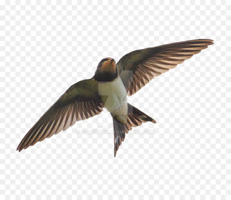 Aves，Hirundininae PNG
