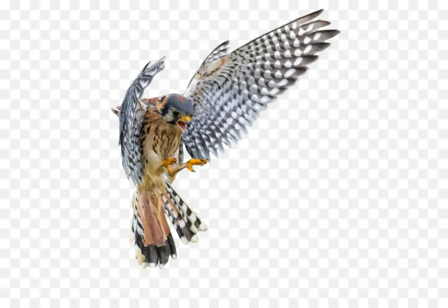 Vertebrados，American Kestrel PNG