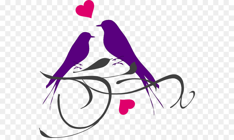 Aves，Lovebird PNG