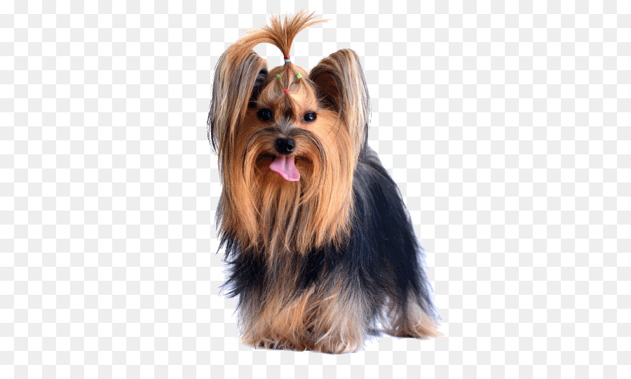 Yorkshire Terrier，Australiano Silky Terrier PNG