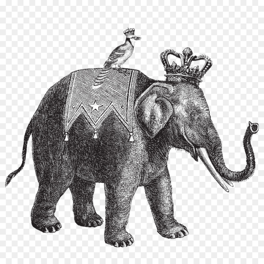 Elefante，Cartaz PNG
