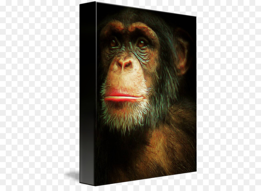 Chimpanzé Comum，Tela De Impressão PNG