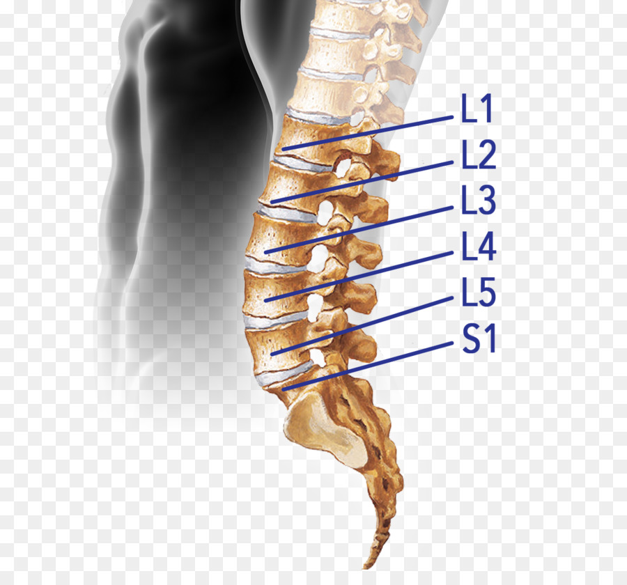 Coluna Vertebral Vertebral H Rnia De Disco Disco Intervertebral Png Transparente Gr Tis