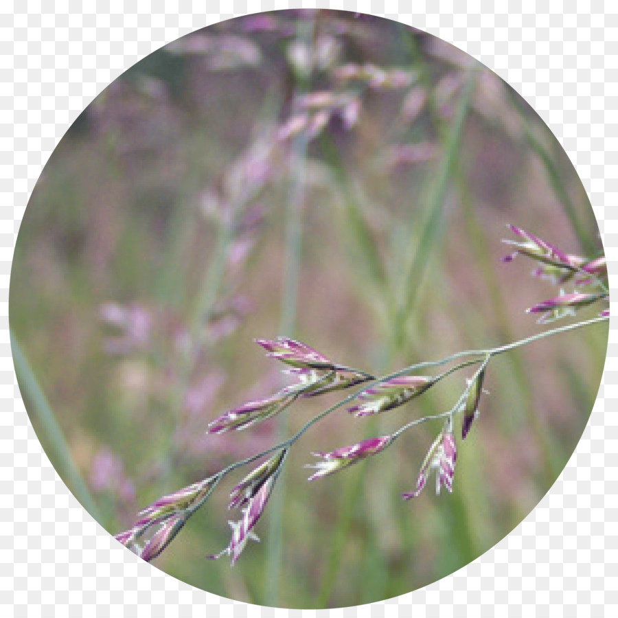 Festuca Pratensis，Festuca Rubra PNG