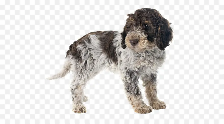 Lagotto Romagnolo，Cão De água Português PNG