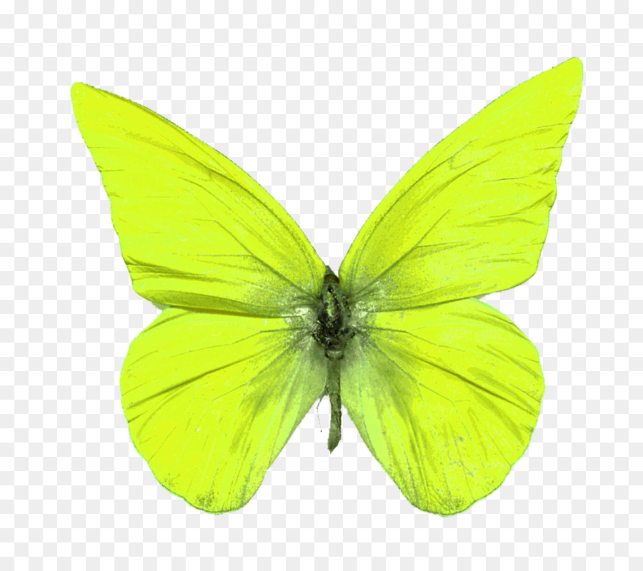 Borboleta，Amarelo PNG