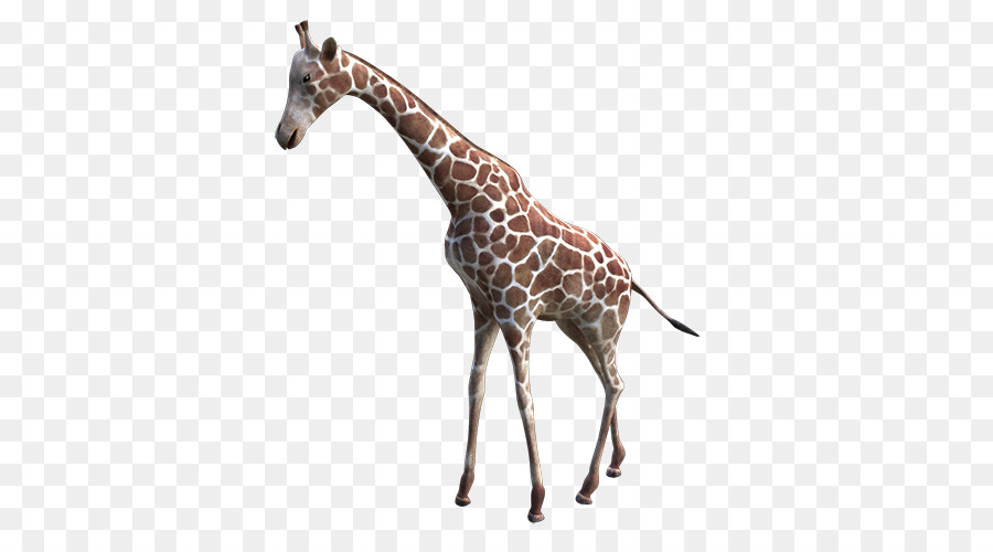 Girafa，Pescoço Longo PNG