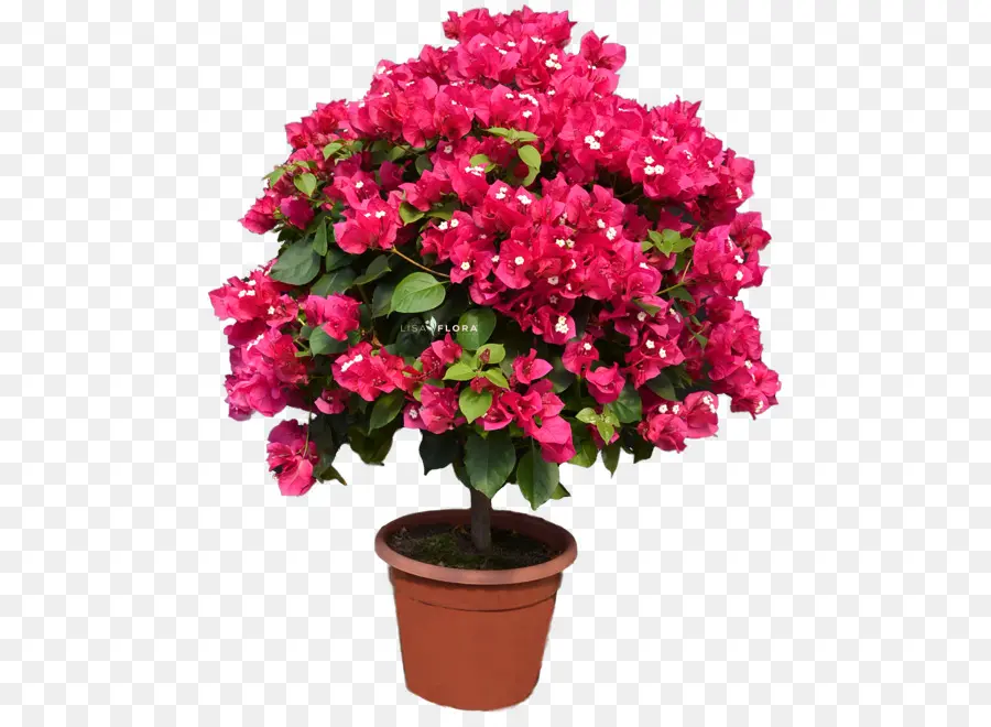 Flor，Flowerpot PNG