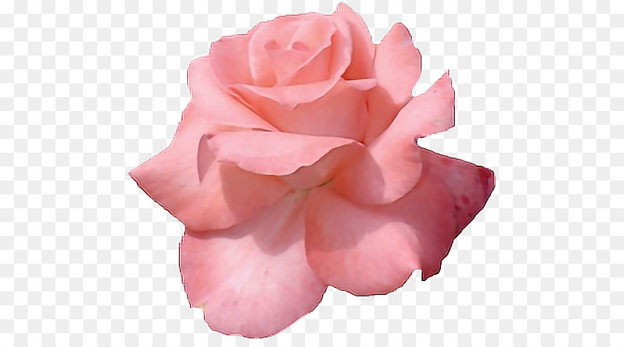 Flores Cor De Rosa, Rosa, Flor png transparente grátis