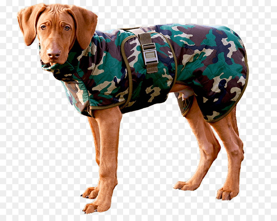 Raça Do Cão，Cachorro PNG