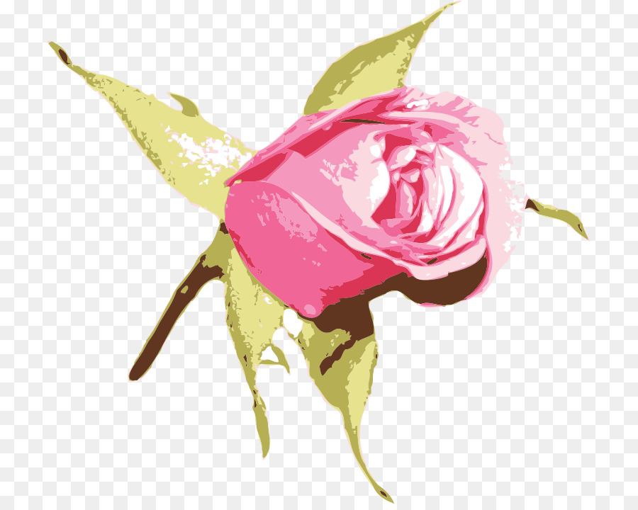 Rosa Rosa，Folhas Verdes PNG