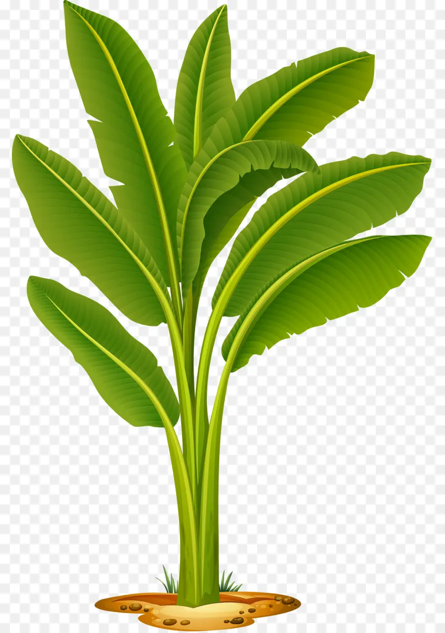 Planta Verde，Folhas PNG