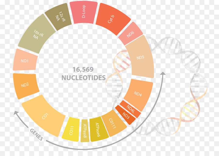 A Roda De Cores，Cores Análogas PNG