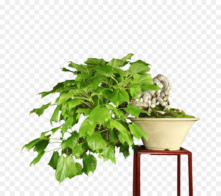 Chinês Doce De Ameixa，Flowerpot PNG