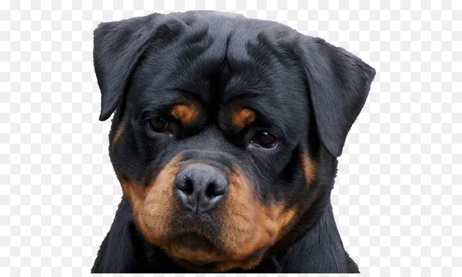 Rottweiler，Filhote De Cachorro PNG