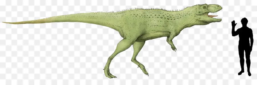 Indosaurus，Tiranossauro PNG