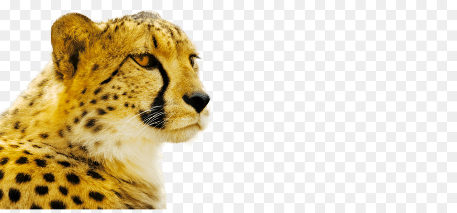 Cheetah，Gato PNG