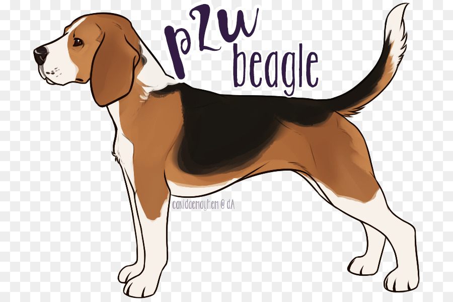 Andando Walker Coonhound，Beagle PNG