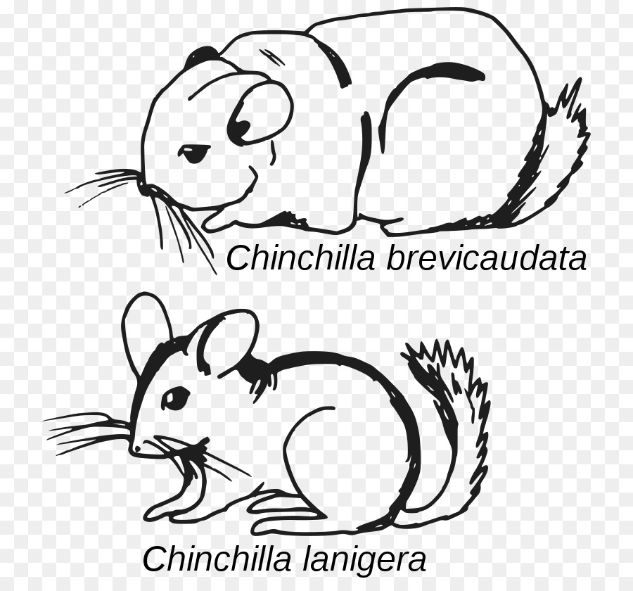 Longtailed Chinchila，Shorttailed Chinchila PNG