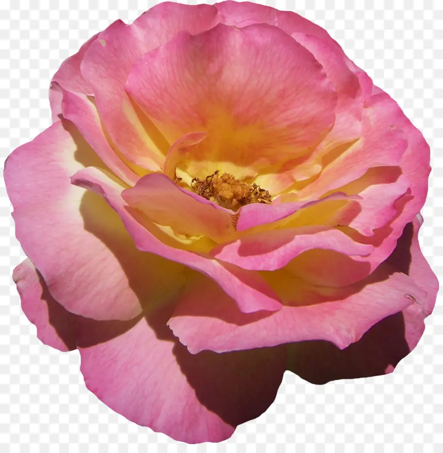 Floribunda，Repolho Rosa PNG