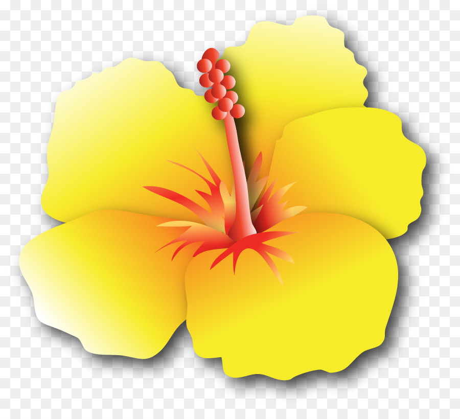 Flor Amarela，Hibisco PNG