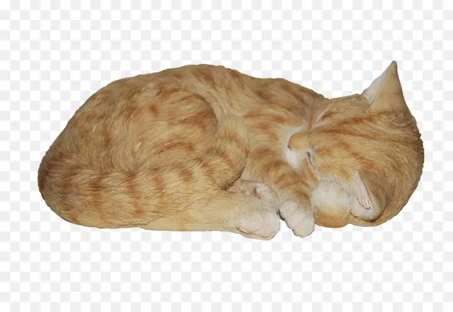 Gato，Vida Real Artes Vívidas Gato PNG