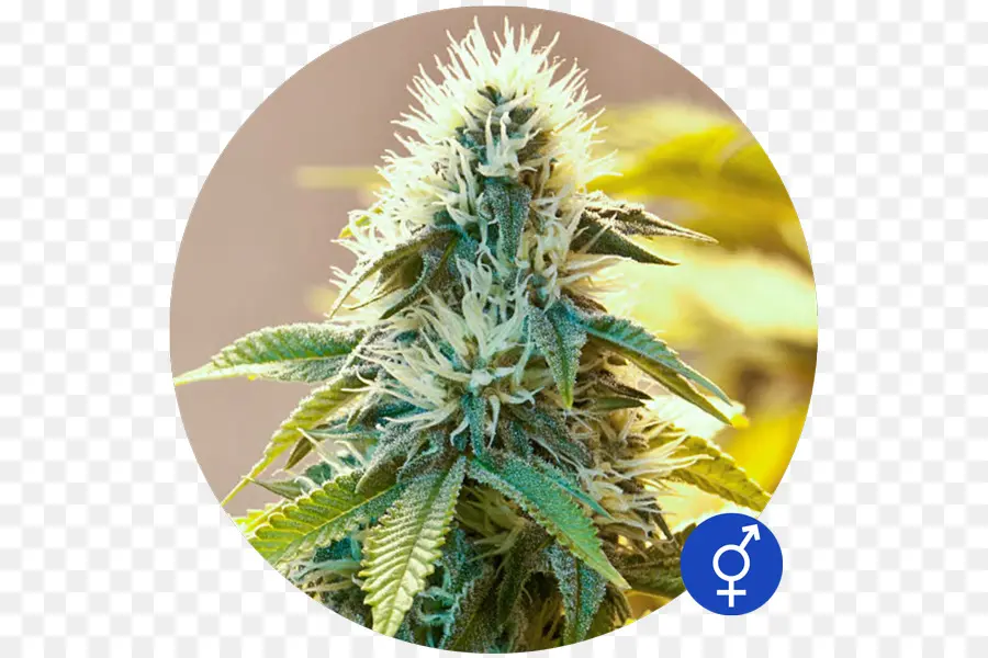 Planta De Cannabis，Maconha PNG