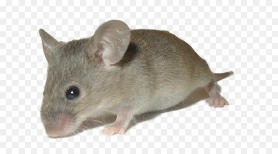 Rat，Casa Do Rato PNG