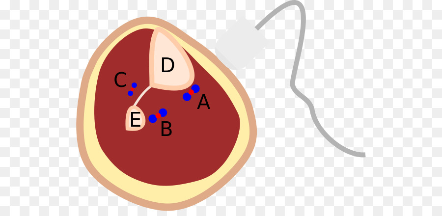 Bezerro，Posterior Da Artéria Tibial PNG