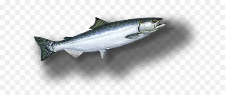 Sardinha，Salmão Coho PNG