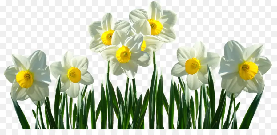 Narcisos，Amarelo PNG