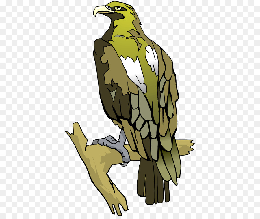 Falcão，Pássaro PNG