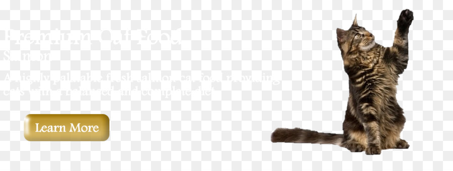 Maine Coon，Fotografia De Stock PNG