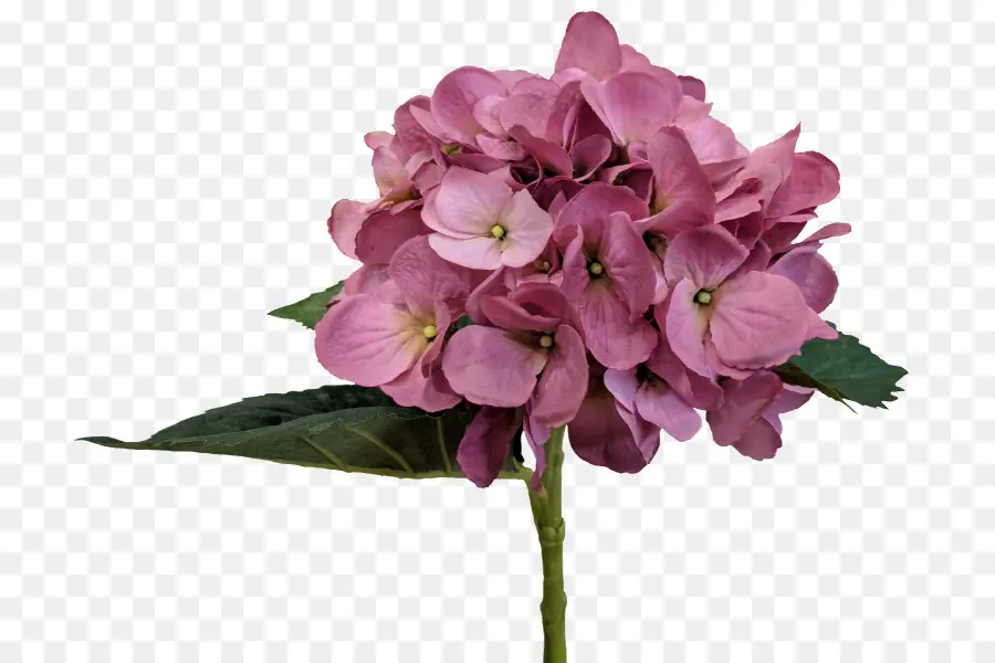 Flores Rosa，Florescer PNG