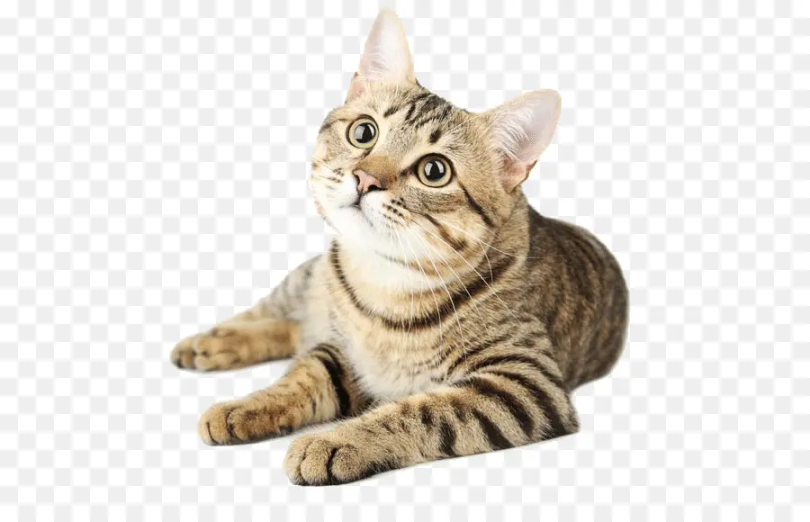 Gato，Cachorro PNG