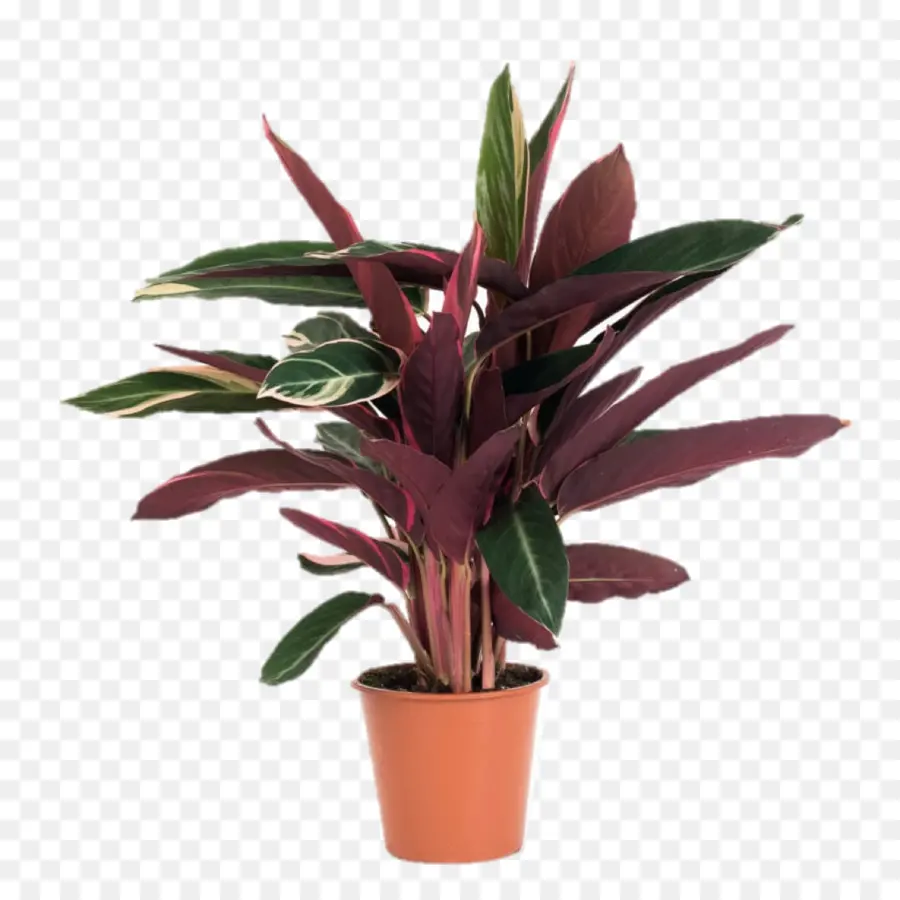 Planta Em Vaso，Interior PNG