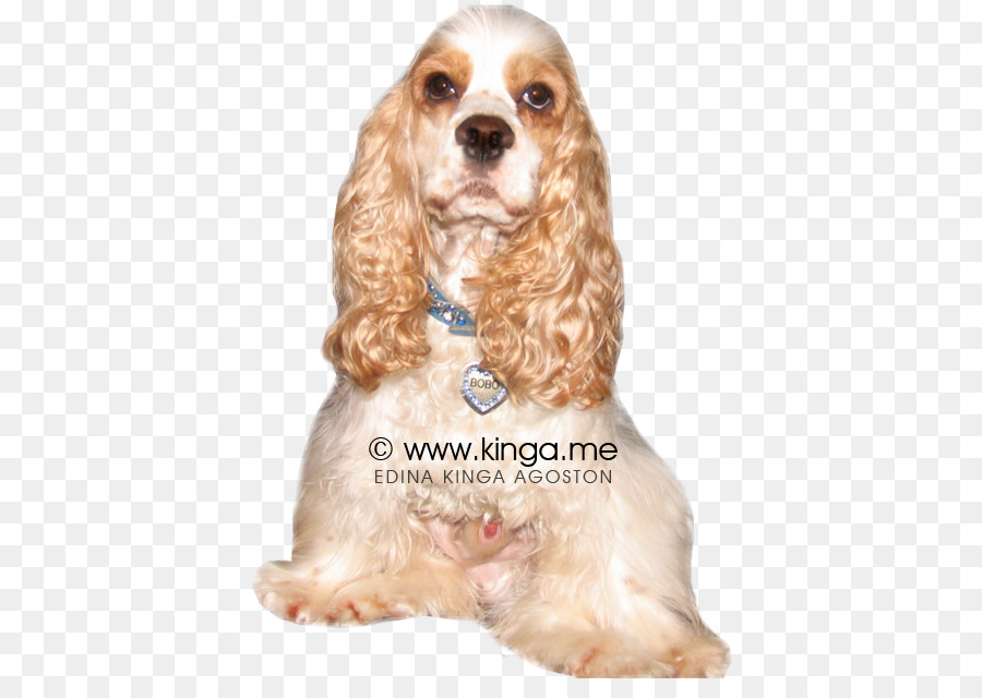 American Cocker Spaniel，Cocker Spaniel Inglês PNG