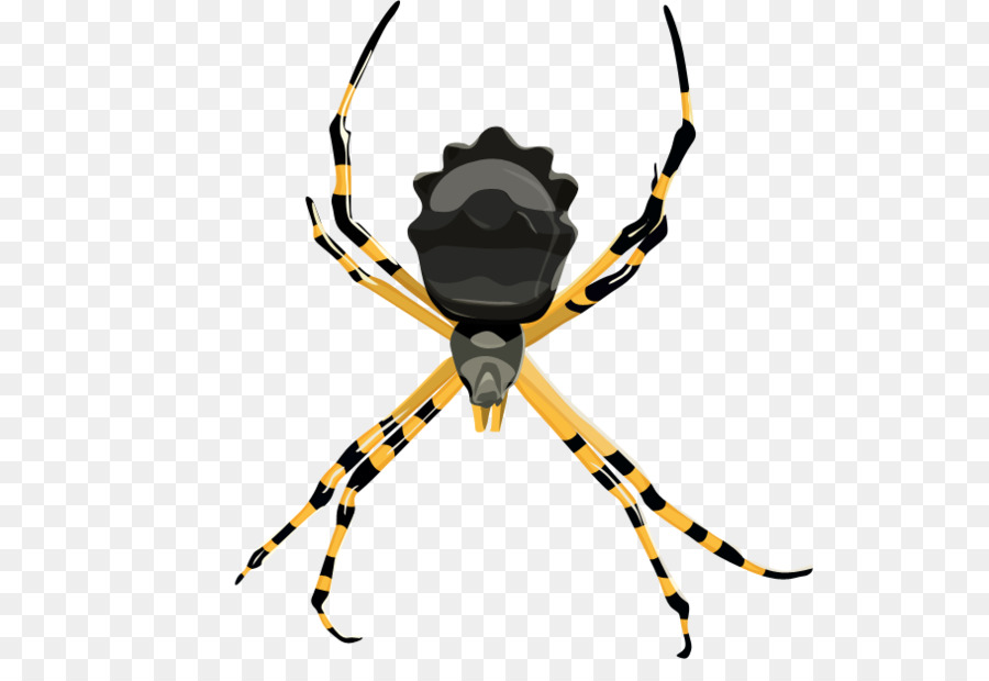 Emaranhado Spider Web，Academia De Ciências Da Califórnia PNG