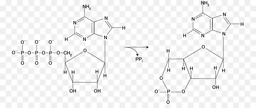 Adenilil Ciclase，Monofosfato De Adenosina Cíclico PNG