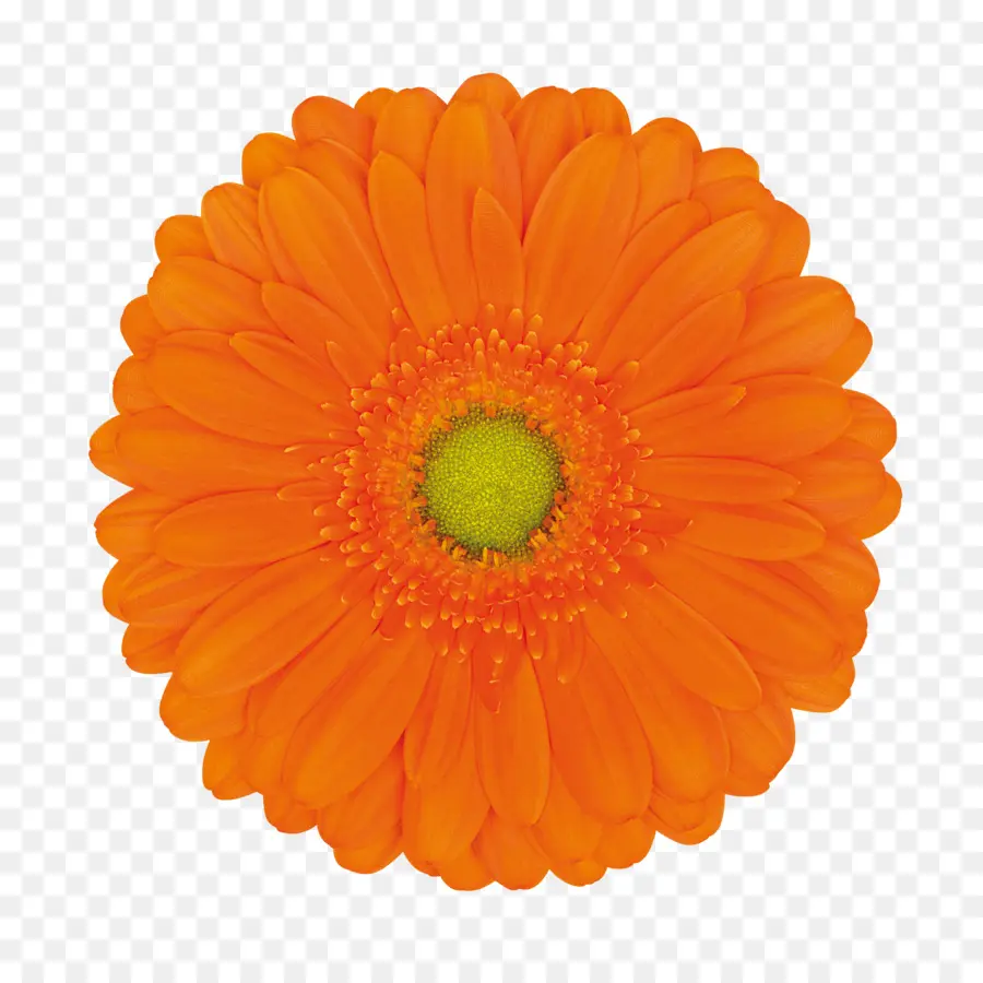 Transvaal Daisy，Flores De Corte PNG