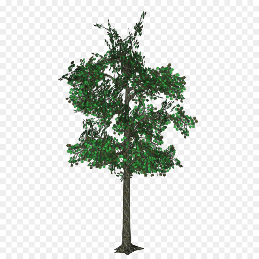 Inglês Carvalho，árvore PNG