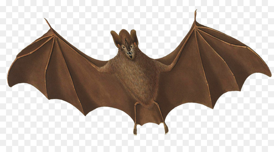 Bat，Voo PNG