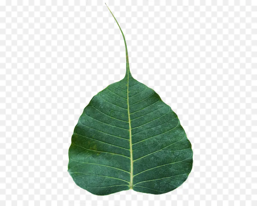 Sagrado Fig，árvore Bodhi PNG