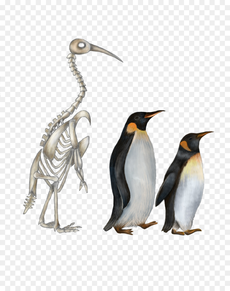 Pinguim Rei，Penguin PNG