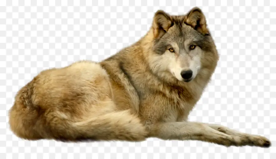 Lobo Sentado，Canino PNG